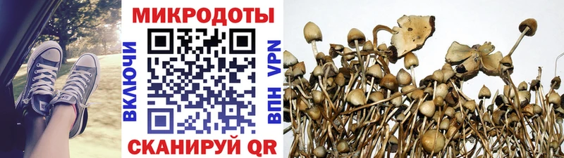 Псилоцибиновые грибы Psilocybine cubensis  Долгопрудный 